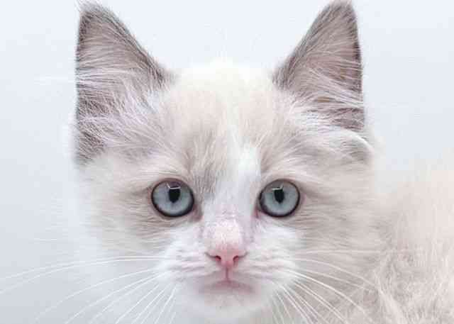 島根県のラグドール (ひごペットフレンドリーイオン松江ショッピングセンター店/2025年10月2日生まれ/女の子/ブルーポイントバイカラー)の子猫の1枚目の画像