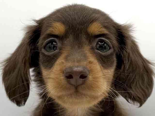 大阪府のカニンヘンダックスフンド(ロング) (ひごペットフレンドリーららぽーとEXPOCITY店/2025年10月12日生まれ/女の子/チョコレートタン)の子犬の1枚目の画像