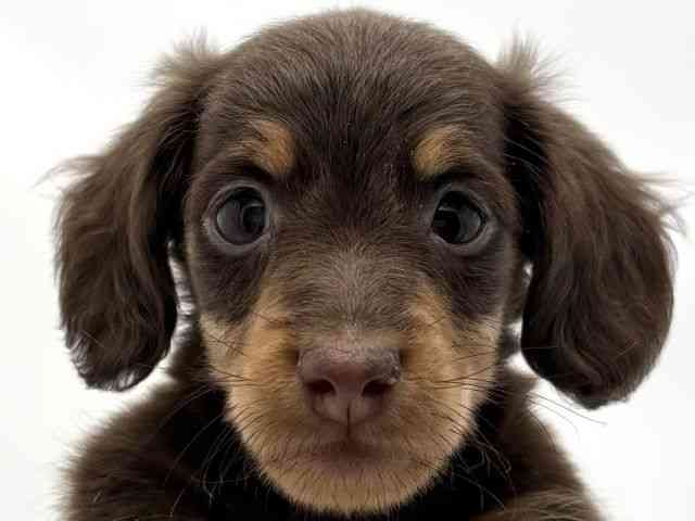 兵庫県のカニンヘンダックスフンド(ロング) (ひごペットフレンドリークラウンパーク伊丹店/2025年10月12日生まれ/男の子/チョコレートタン)の子犬の1枚目の画像