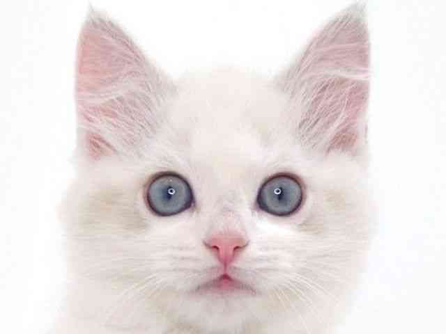 大阪府のラグドール (ひごペットフレンドリーいこらもーる泉佐野店/2025年10月11日生まれ/女の子/ブルーポイントバイカラー)の子猫の1枚目の画像