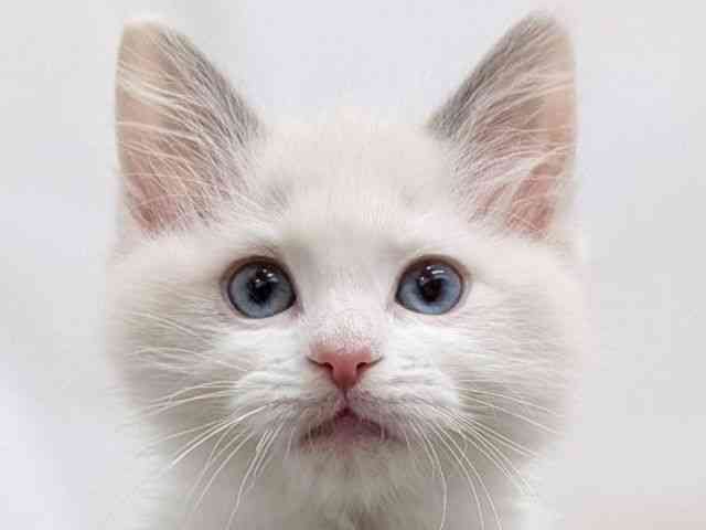 広島県のラグドール (ひごペットフレンドリーゆめタウン廿日市店/2025年10月11日生まれ/女の子/ブルーポイントバイカラー)の子猫の1枚目の画像
