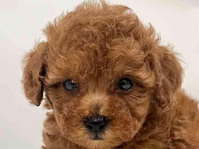 和歌山県のトイプードル(トイ) (ひごペットフレンドリーパームシティ和歌山店/2025年10月10日生まれ/男の子/レッド)の子犬の1枚目の画像