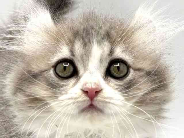 大阪府のキンカロー (ひごペットフレンドリーみのおキューズモール店/2025年10月10日生まれ/女の子/ブルータビーホワイト)の子猫の1枚目の画像