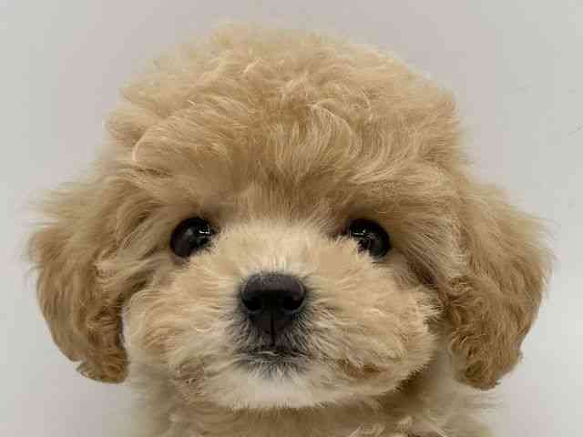 大阪府のビションプー(ビションフリーゼ×プードル) (ひごペットフレンドリーららぽーとEXPOCITY店/2025年10月11日生まれ/女の子/クリーム)の子犬の1枚目の画像