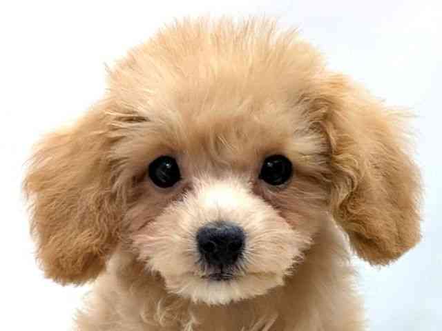 広島県のビションプー(ビションフリーゼ×プードル) (ひごペットフレンドリーゆめタウン廿日市店/2025年10月11日生まれ/女の子/クリーム)の子犬の1枚目の画像