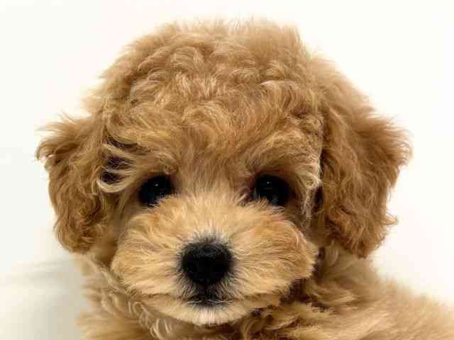 福岡県のビションプー(ビションフリーゼ×プードル) (ひごペットフレンドリーリバーウォーク北九州店/2025年10月11日生まれ/女の子/クリーム)の子犬の1枚目の画像