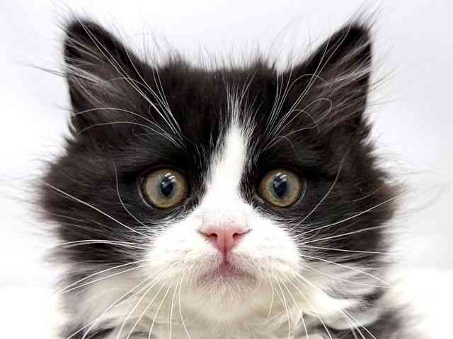 広島県のミヌエット (ひごペットフレンドリーゆめタウン廿日市店/2025年9月21日生まれ/男の子/ブラックホワイト)の子猫の1枚目の画像