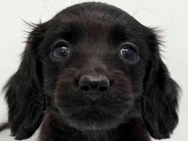 京都府のミニチュアダックスフンド(ロング) (ひごペットフレンドリー京都店/2025年10月12日生まれ/男の子/ブラック)の子犬の1枚目の画像