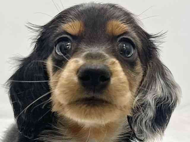 高知県のミニチュアダックスフンド(ロング) (ひごペットフレンドリーイオンモール高知店/2025年10月10日生まれ/男の子/シルバーダップル)の子犬の1枚目の画像