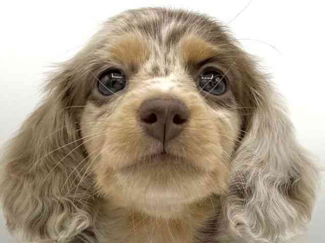 大阪府のミニチュアダックスフンド(ロング) (ひごペットフレンドリーららぽーとEXPOCITY店/2025年10月10日生まれ/女の子/チョコレートダップル)の子犬の1枚目の画像