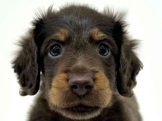 兵庫県のミニチュアダックスフンド(ロング) (ひごペットフレンドリーブルメールHAT神戸店/2025年10月11日生まれ/男の子/チョコレートタン)の子犬