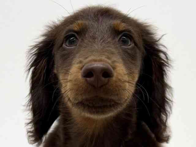 兵庫県のミニチュアダックスフンド(ロング) (ひごペットフレンドリーブルメールHAT神戸店/2025年10月11日生まれ/男の子/チョコレートタン)の子犬の1枚目の画像