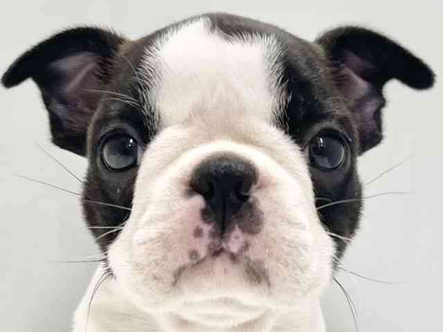 高知県のボストンテリア (ひごペットフレンドリーイオンモール高知店/2025年10月11日生まれ/男の子/ボストンカラー)の子犬の1枚目の画像