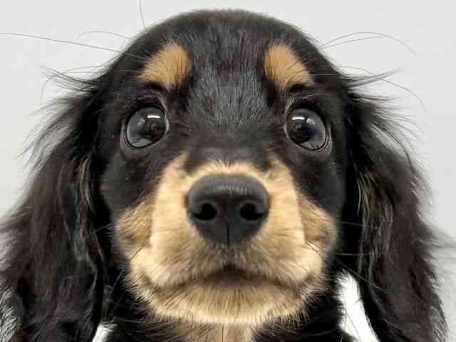 大阪府のミニチュアダックスフンド(ロング) (ひごペットフレンドリーイオンタウン豊中庄内店/2025年10月12日生まれ/女の子/ブラックタン)の子犬の1枚目の画像