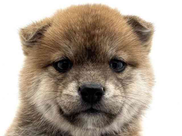 兵庫県の柴犬(標準サイズ) (ひごペットフレンドリークラウンパーク伊丹店/2025年10月11日生まれ/女の子/赤)の子犬の1枚目の画像