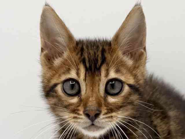 大阪府のベンガル (ひごペットフレンドリーみのおキューズモール店/2025年10月10日生まれ/男の子/ブラウンスポットタビー)の子猫の1枚目の画像