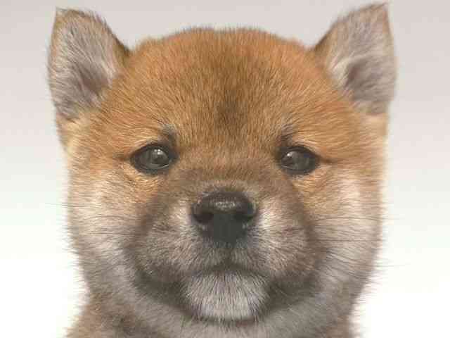 大阪府の柴犬(標準サイズ) (ひごペットフレンドリー岸和田店/2025年10月11日生まれ/男の子/赤)の子犬の1枚目の画像