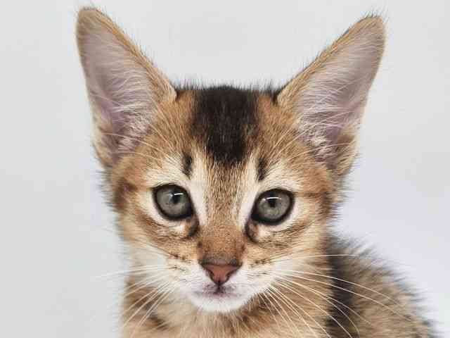 大阪府のアビシニアン (ひごペットフレンドリー泉ヶ丘店/2025年10月11日生まれ/男の子/ルディ)の子猫の1枚目の画像