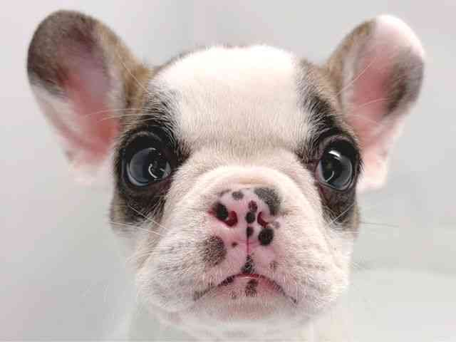 京都府のフレンチブルドッグ (ひごペットフレンドリー洛北阪急スクエア店/2025年10月11日生まれ/女の子/パイド)の子犬の1枚目の画像