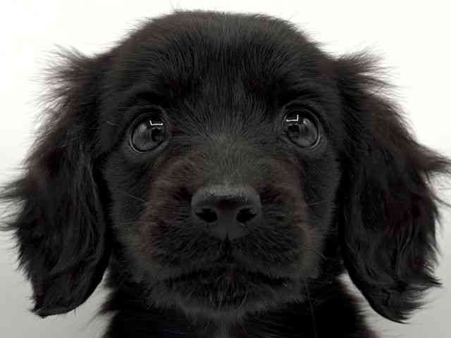 大阪府のミニチュアダックスフンド(ロング) (ひごペットフレンドリーららぽーとEXPOCITY店/2025年10月12日生まれ/女の子/ブラック)の子犬の1枚目の画像