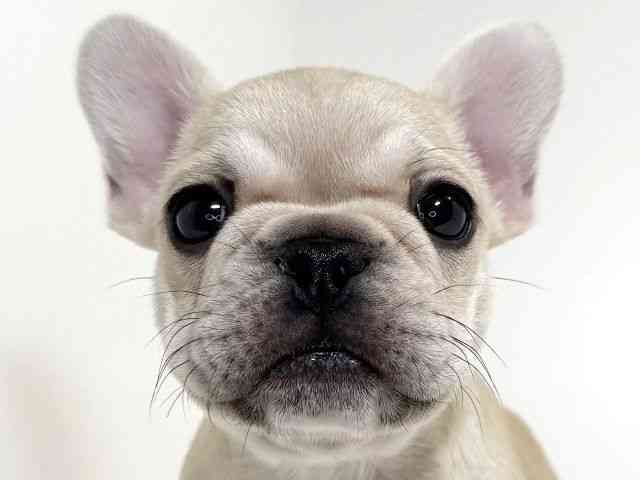 兵庫県のフレンチブルドッグ (ひごペットフレンドリーイトーヨーカドー明石店/2025年10月11日生まれ/女の子/クリーム)の子犬の1枚目の画像