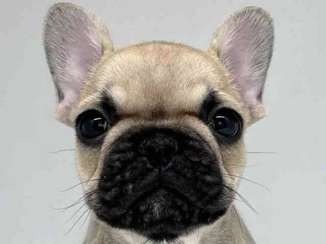 大阪府のフレンチブルドッグ (ひごペットフレンドリーセブンパーク天美店/2025年10月11日生まれ/男の子/フォーンブラックマスク)の子犬の1枚目の画像