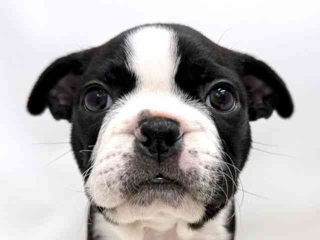 広島県のボストンテリア (ひごペットフレンドリーゆめタウン廿日市店/2025年10月10日生まれ/男の子/ボストンカラー)の子犬の1枚目の画像