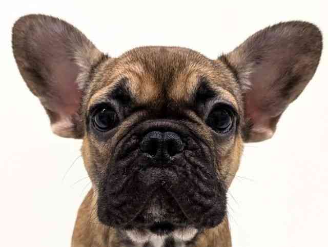 福岡県のフレンチブルドッグ (ひごペットフレンドリーリバーウォーク北九州店/2025年10月10日生まれ/女の子/フォーン)の子犬の1枚目の画像