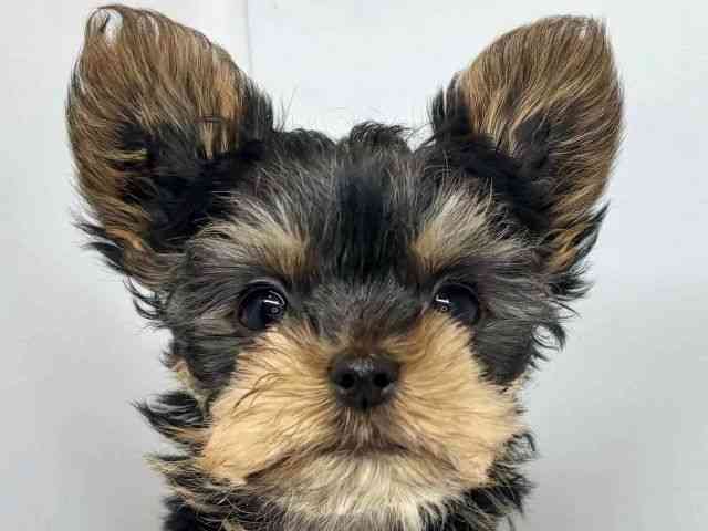 大阪府のヨークシャーテリア (ひごペットフレンドリーセブンパーク天美店/2025年10月10日生まれ/女の子/スチールブルータン)の子犬の1枚目の画像