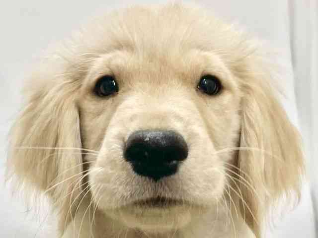 高知県のゴールデンレトリバー (ひごペットフレンドリーイオンモール高知店/2025年10月10日生まれ/男の子/ゴールデン)の子犬