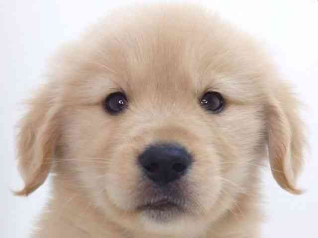 大阪府のゴールデンレトリバー (ひごペットフレンドリーいこらもーる泉佐野店/2025年10月10日生まれ/女の子/ゴールデン)の子犬の1枚目の画像