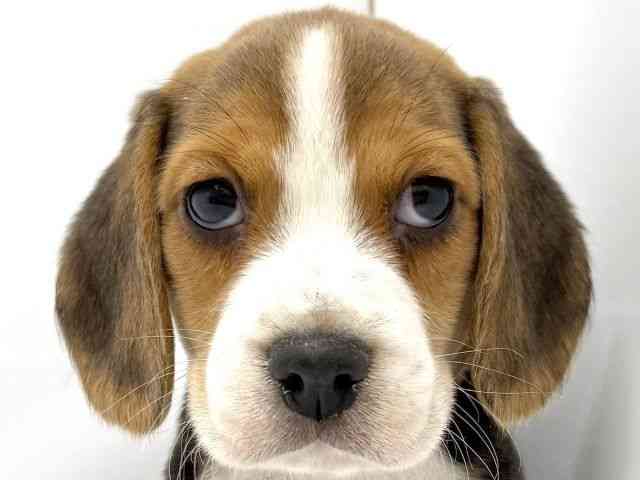 大阪府のビーグル (ひごペットフレンドリーイオンタウン茨木太田店/2025年10月10日生まれ/女の子/ブラックホワイトタン)の子犬