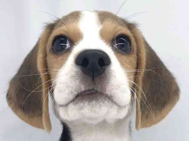 兵庫県のビーグル (ひごペットフレンドリーイオンタウン加古川店/2025年10月11日生まれ/男の子/ブラックホワイトタン)の子犬の1枚目の画像