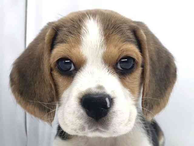 兵庫県のビーグル (ひごペットフレンドリーイオンタウン加古川店/2025年10月11日生まれ/男の子/ブラックホワイトタン)の子犬の1枚目の画像