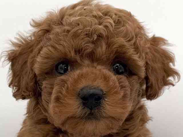 大阪府のトイプードル(トイ) (ひごペットフレンドリーイオンそよら海老江店/2025年10月11日生まれ/女の子/レッド)の子犬の1枚目の画像