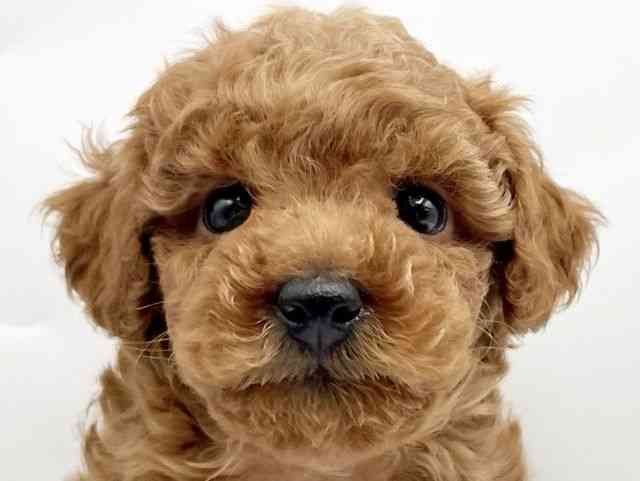 奈良県のトイプードル(トイ) (ひごペットフレンドリートナリエ大和高田店/2025年10月11日生まれ/男の子/レッド)の子犬の1枚目の画像