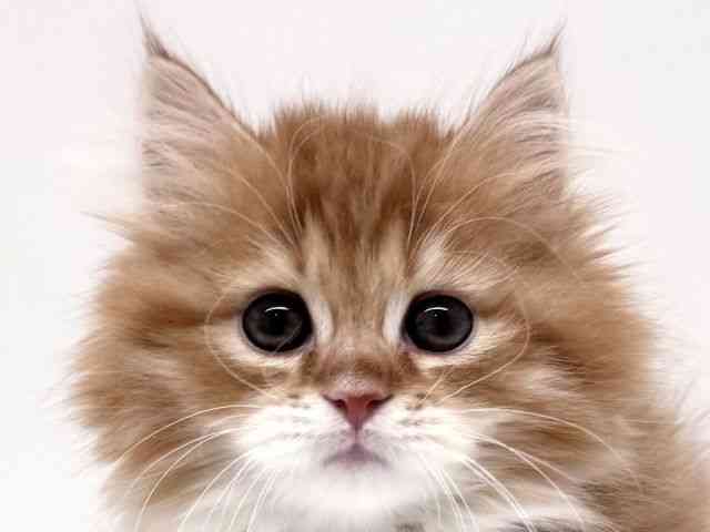 兵庫県のミヌエット (ひごペットフレンドリーブルメールHAT神戸店/2025年10月12日生まれ/男の子/レッドタビーホワイト)の子猫