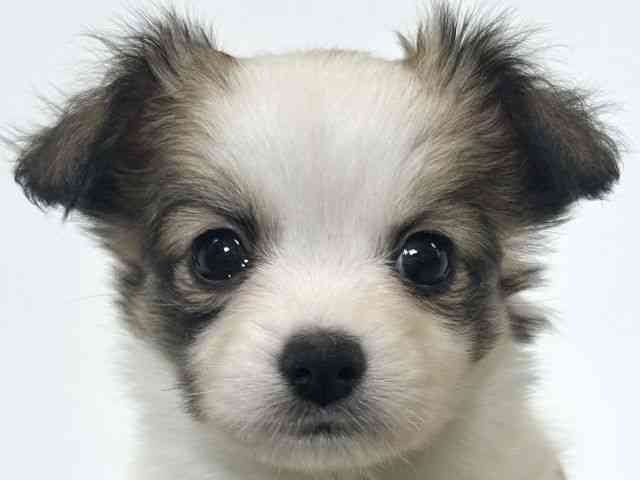 大阪府のパピチー/チワパピ(パピヨン×チワワ) (ひごペットフレンドリーアクロスプラザ住之江店/2025年10月11日生まれ/女の子/ホワイトレッド)の子犬の1枚目の画像