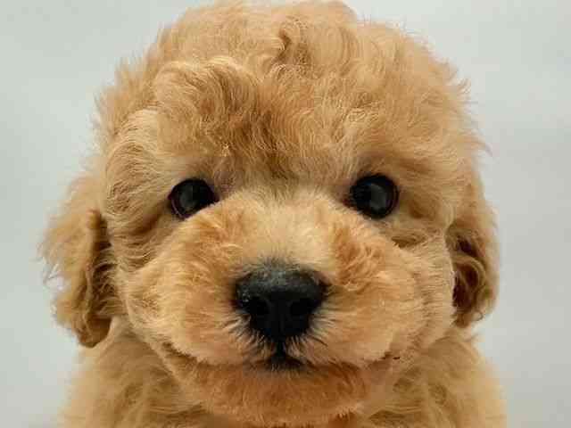 大阪府のマルプー(マルチーズ×プードル) (ひごペットフレンドリー東淀川店/2025年10月10日生まれ/男の子/アプリコット)の子犬の1枚目の画像