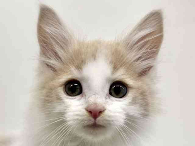 福岡県のノルウェージャンフォレストキャット (ひごペットフレンドリーリバーウォーク北九州店/2025年10月7日生まれ/男の子/クリームホワイト)の子猫の1枚目の画像