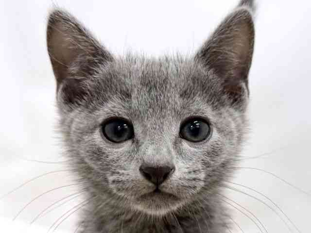 広島県のロシアンブルー (ひごペットフレンドリーゆめタウン廿日市店/2025年10月10日生まれ/男の子/ブルー)の子猫の1枚目の画像