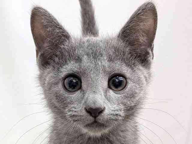 広島県のロシアンブルー (ひごペットフレンドリーゆめタウン廿日市店/2025年10月10日生まれ/男の子/ブルー)の子猫の1枚目の画像