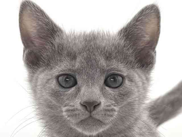 大阪府のロシアンブルー (ひごペットフレンドリーイオンそよら海老江店/2025年10月10日生まれ/女の子/ブルー)の子猫の1枚目の画像