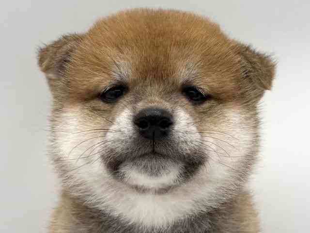 大阪府の柴犬(標準サイズ) (ひごペットフレンドリーららぽーとEXPOCITY店/2025年10月11日生まれ/男の子/赤)の子犬の1枚目の画像