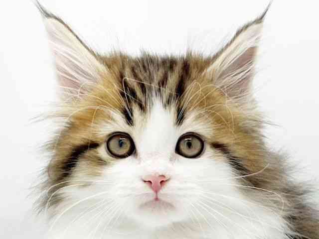 兵庫県のメインクーン (ひごペットフレンドリーコロワ甲子園店/2025年10月3日生まれ/男の子/ブラウンタビーホワイト)の子猫の1枚目の画像