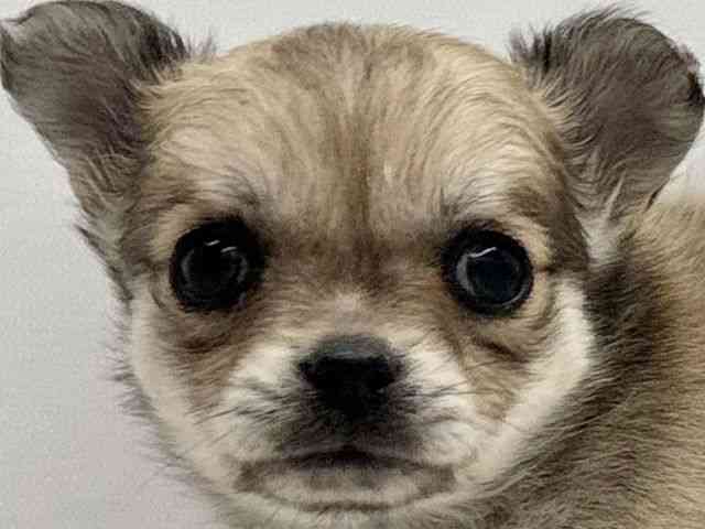 大阪府のチワワ(ロング) (ひごペットフレンドリー東淀川店/2025年10月10日生まれ/女の子/フォーンホワイト)の子犬の1枚目の画像