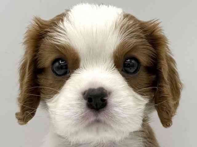 大阪府のキャバリアキングチャールズスパニエル (ひごペットフレンドリーららぽーとEXPOCITY店/2025年10月10日生まれ/男の子/ブレンハイム)の子犬の1枚目の画像