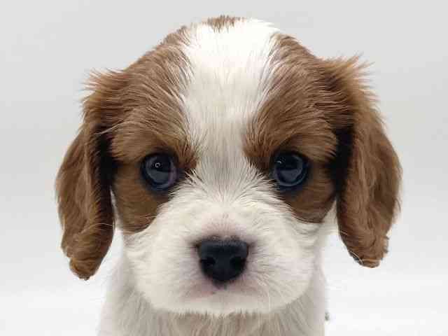 島根県のキャバリアキングチャールズスパニエル (ひごペットフレンドリーイオンモール出雲店/2025年10月10日生まれ/女の子/ブレンハイム)の子犬の1枚目の画像