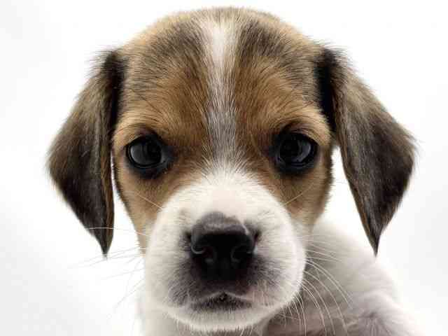 兵庫県のビーグル (ひごペットフレンドリークラウンパーク伊丹店/2025年10月10日生まれ/女の子/ハウンドカラー)の子犬