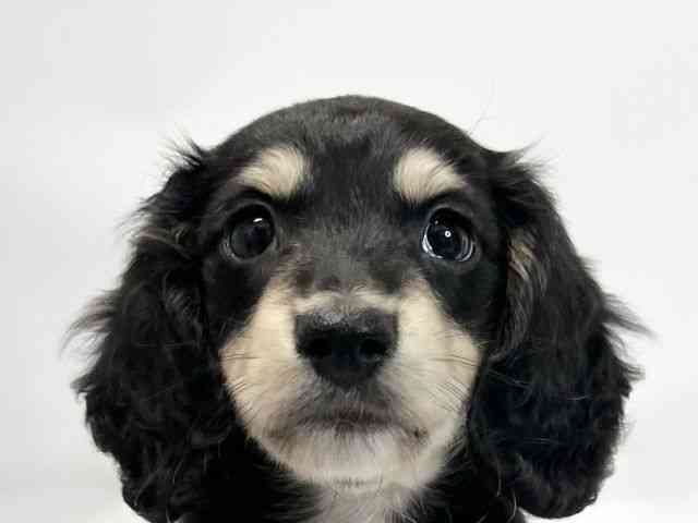 愛媛県のミニチュアダックスフンド(ロング) (ひごペットフレンドリーイオンモール今治新都市店/2025年10月10日生まれ/女の子/ブラックイエロー)の子犬の1枚目の画像